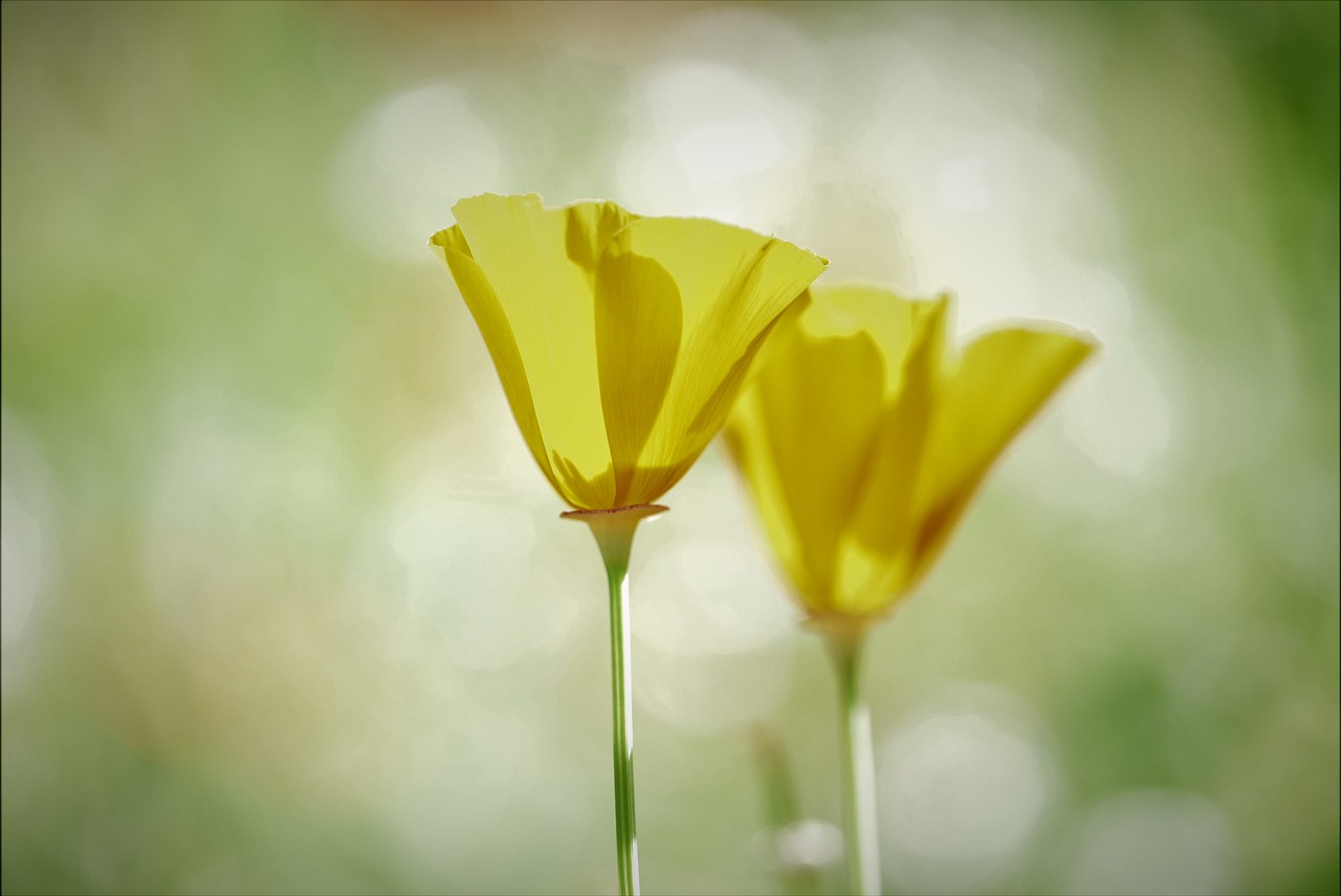 DIY Ideas for Eco-Friendly Garden Decorations